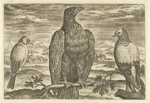 Tre uccelli in un paesaggio da Adriaen Collaert