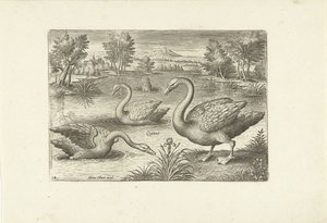 Tre cigni in uno stagno da Adriaen Collaert