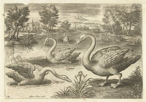 Tre cigni in uno stagno (Vogels, Avivm vivae)