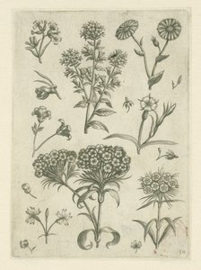 Non ti scordar di me e altri fiori da Adriaen Collaert