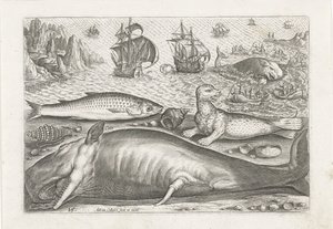 Un cefalo, un leone marino e una balena sulla spiaggia (Vissen, Piscivm vivae icones) da Adriaen Collaert