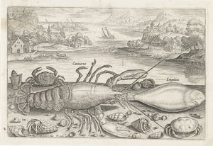 Un pesce e alcuni crostacei sulla spiaggia (serie Pesci) da Adriaen Collaert