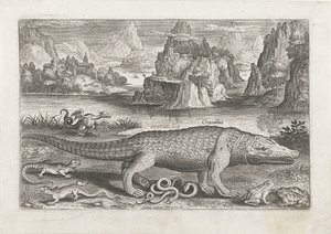 Alcuni rettili e anfibi su una riva Pesci (serie) Piscivm vivae icones (serie) da Adriaen Collaert