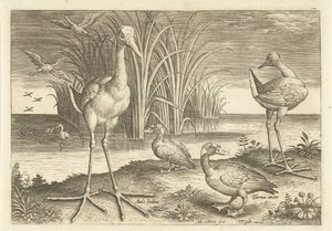 Alcuni uccelli acquatici sulla riva (serie: Uccelli) da Adriaen Collaert