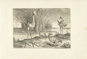 Alcuni uccelli acquatici su una riva da Adriaen Collaert