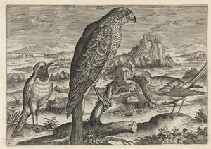  da Adriaen Collaert