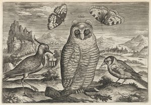  da Adriaen Collaert