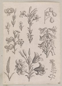 Gigli da Adriaen Collaert