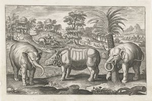 Elefanti e rinoceronte da Adriaen Collaert