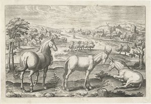 Cavallo e asini