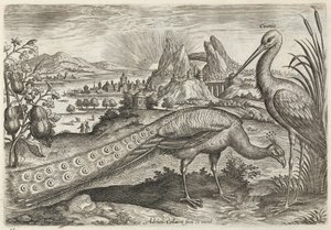 Pavone e cicogna da Adriaen Collaert