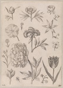 Peonia da Adriaen Collaert