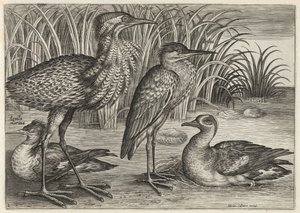  da Adriaen Collaert