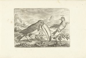Due uccelli esotici in un paesaggio da Adriaen Collaert
