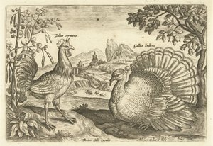 Due galli in un paesaggio da Adriaen Collaert