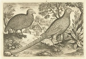 Due galline in un paesaggio (Avivm Vivae, Uccelli) da Adriaen Collaert