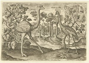 Due uccelli corridori in un paesaggio da Adriaen Collaert
