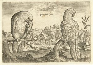 Due pappagalli in un paesaggio Avivm Vivae (titolo della serie) Uccelli (titolo della serie) da Adriaen Collaert