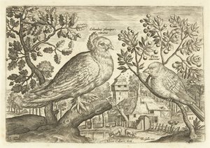 Due uccelli in un paesaggio (serie: Avivm Vivae, Uccelli)