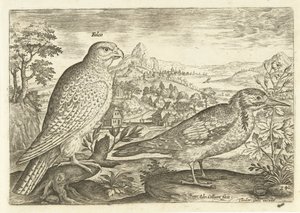 Due uccelli in un paesaggio (serie: Uccelli) da Adriaen Collaert