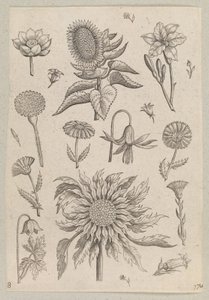 Due Girasoli da Adriaen Collaert