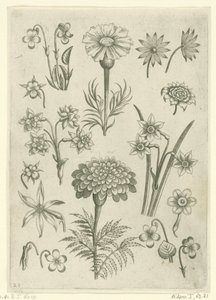 Diversi fiori, violette e narcisi