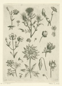 Fiori diversi, tra cui aquilegia e ciclamino da Adriaen Collaert