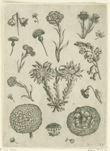 Fiori diversi, tra cui crisantemo e cardo da Adriaen Collaert