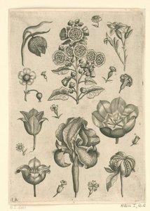 Varie fiori tra cui iris e violetta da Adriaen Collaert