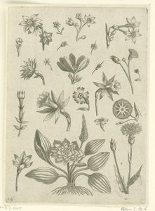 Diversi fiori, tra cui narcisi trombetta (Florilegium) da Adriaen Collaert