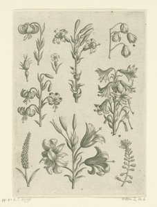 Quattro grandi gigli e alcuni fiori più piccoli da Adriaen Collaert