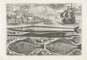 Quattro pesci sulla spiaggia (serie di pesci) da Adriaen Collaert