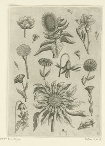 Girasole e altri fiori da Adriaen Collaert