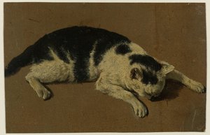 Gatto sdraiato con la testa tra le zampe anteriori