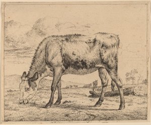 Vitello al Pascolo da Adriaen van de Velde