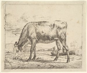 Vitello al pascolo, da Diversi animali da Adriaen van de Velde