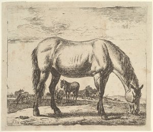 Cavallo al pascolo, da Animali diversi
