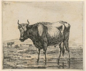 Toro nell