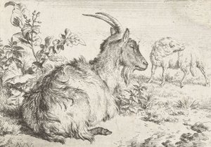 Capra sdraiata da Adriaen van de Velde