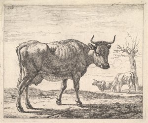 Tre mucche da Adriaen van de Velde