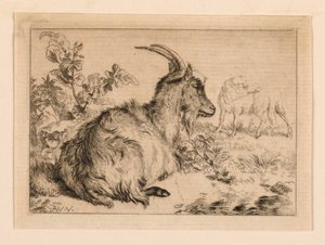 Una Capra da Adrian van de Velde