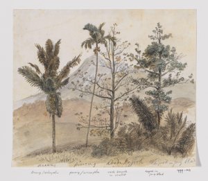 Alberi in paesaggio montano di Giava da Adrianus Johannes Bik