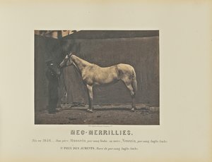 Meg-Merrillini