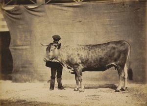 Vache Garonnaise, di 5 a 6 anni, 1856