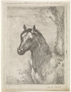Testa di cavallo da Aert Schouman (signed by artist)