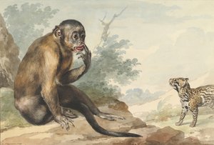 Una scimmia seduta su una roccia che guarda una zibetto, 1764 da Aert Schouman