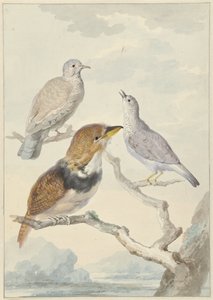 Tre uccelli, due colombe Inca e un cuculo crestato da Aert Schouman