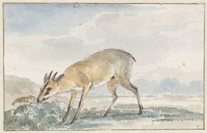 Antilope nana guineana o Sylvicapra Grimmia da Aert Schouman