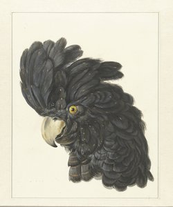 Testa di un cacatua da Aert Schouman