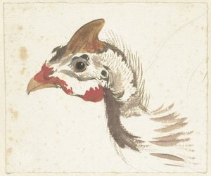 Testa di una faraona elmetto da Aert Schouman